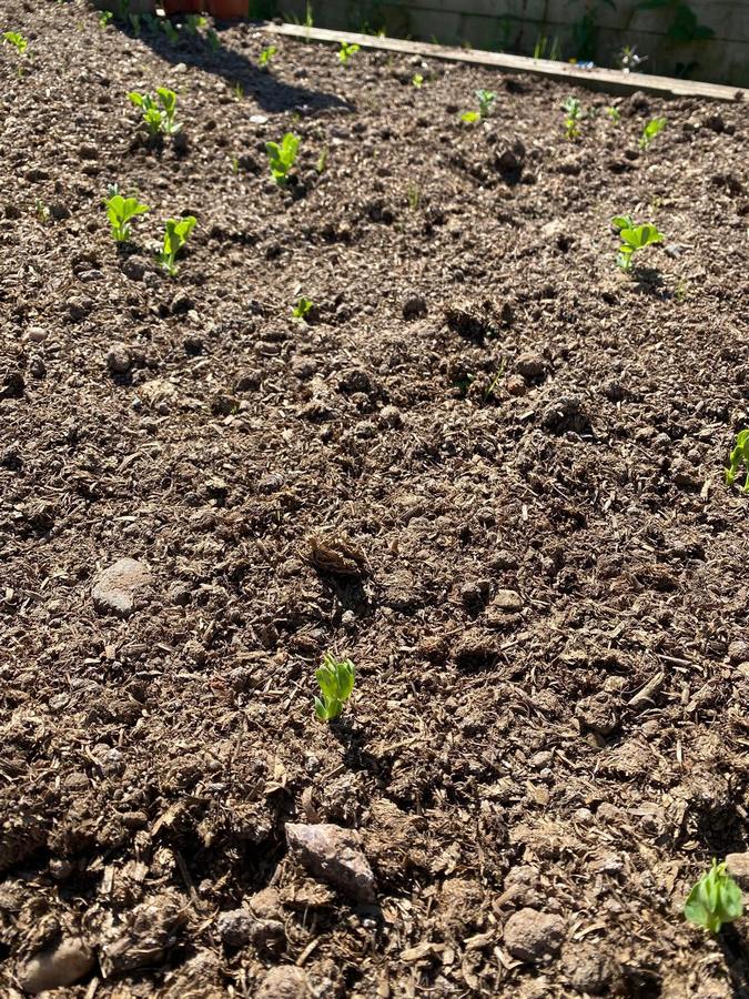 bio compost growth
